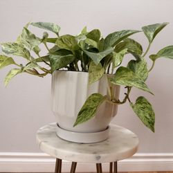 Mixed Queen Pothos Fledgling Plant