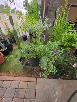 Derest ruellia plant