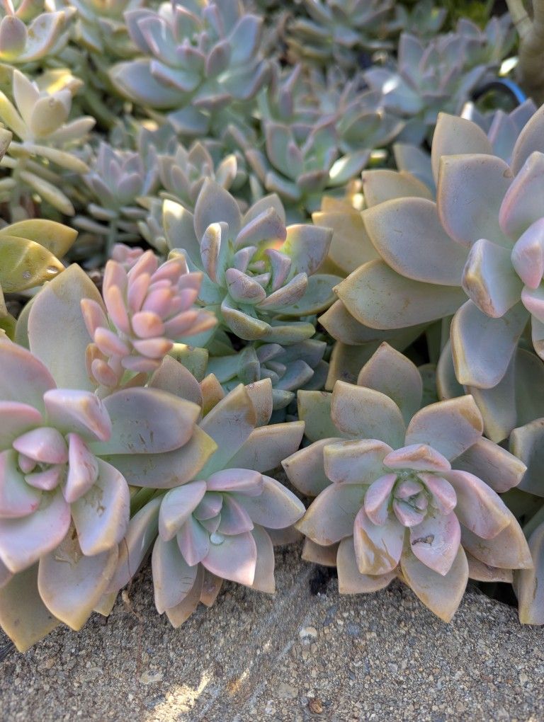 $1 Succulent Clipping