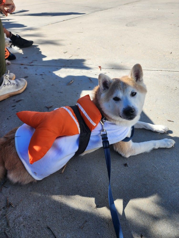 Dog Sashimi/Sushi Costume