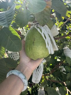 2IN1 Taiwanese Guava