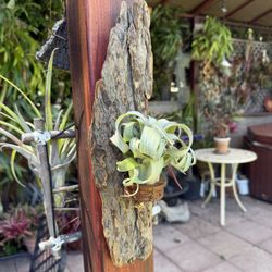 Small Curly Slim Airplant Mounted On Natural Bark