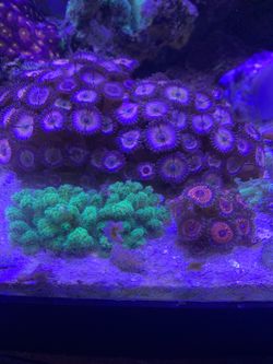 Corals