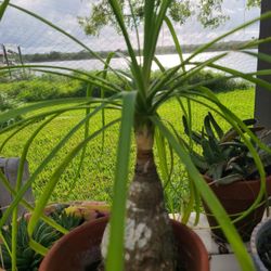 PONYTAIL PLANT IN TERRA COTTA PLANTER