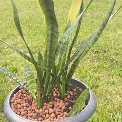 Plant For Home Beautiful 