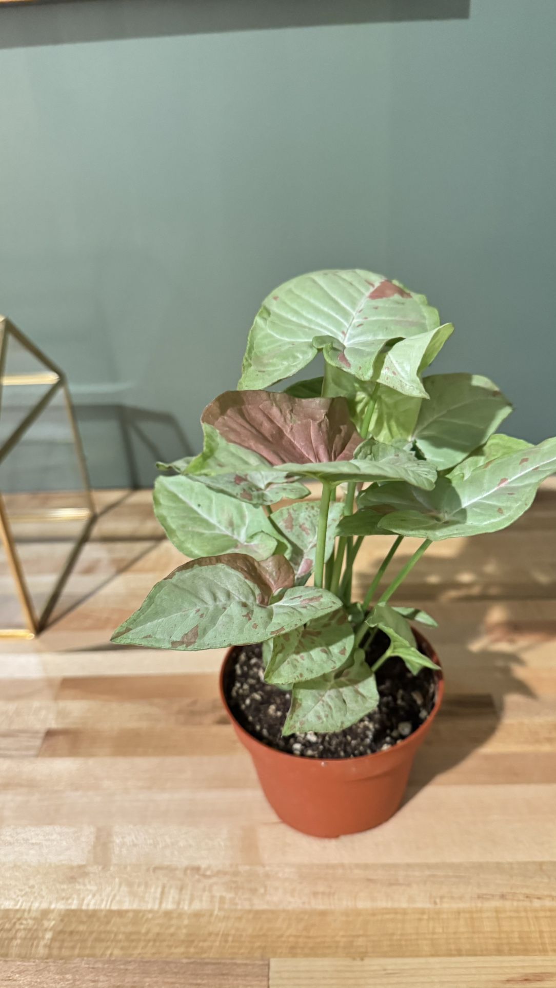 Milk Confetti Syngonium