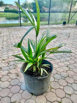 Lipstick Palm, Red sealing wax palm, Cyrtostachys renda,  (7 gallon)