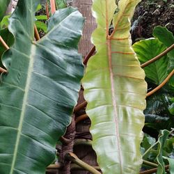 Philodendron Billietiae Croat – Rare Aroid Starter Plant, Tropical Indoor Houseplant, Live Plant (No Pot)