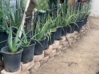 Aloe vera