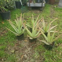 Plantas De Savila A $6 O 2 X 10