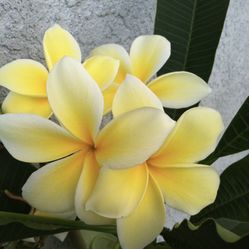 Plumeria Cuttings Different Colors!