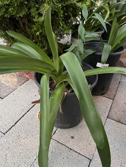 Bonitas Plantas, Bote, Cinco, galones listos para florear Es Color Azul 