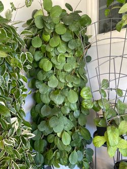 Hoya plant