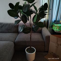 Artificial Rubber Tree Plant in White Pot