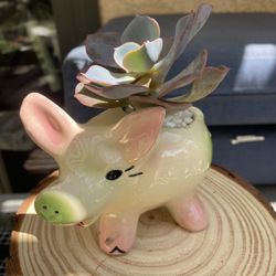 Ceramic Piggy Vase Succulent Arrangement 