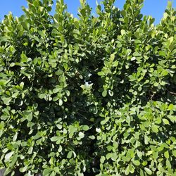 huge clusias 10 feet tall Instant Privacy Hedge