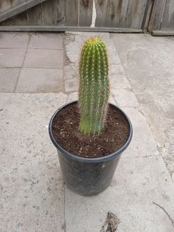 Hedgehog cactus plant