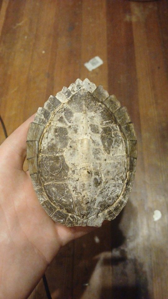 Small Snapping Turtle Shell