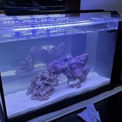 Fuval Evo 5gallon 