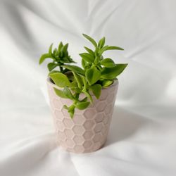 🌱 Hearts & Flowers Succulent – Mini Pink Ceramic Pot