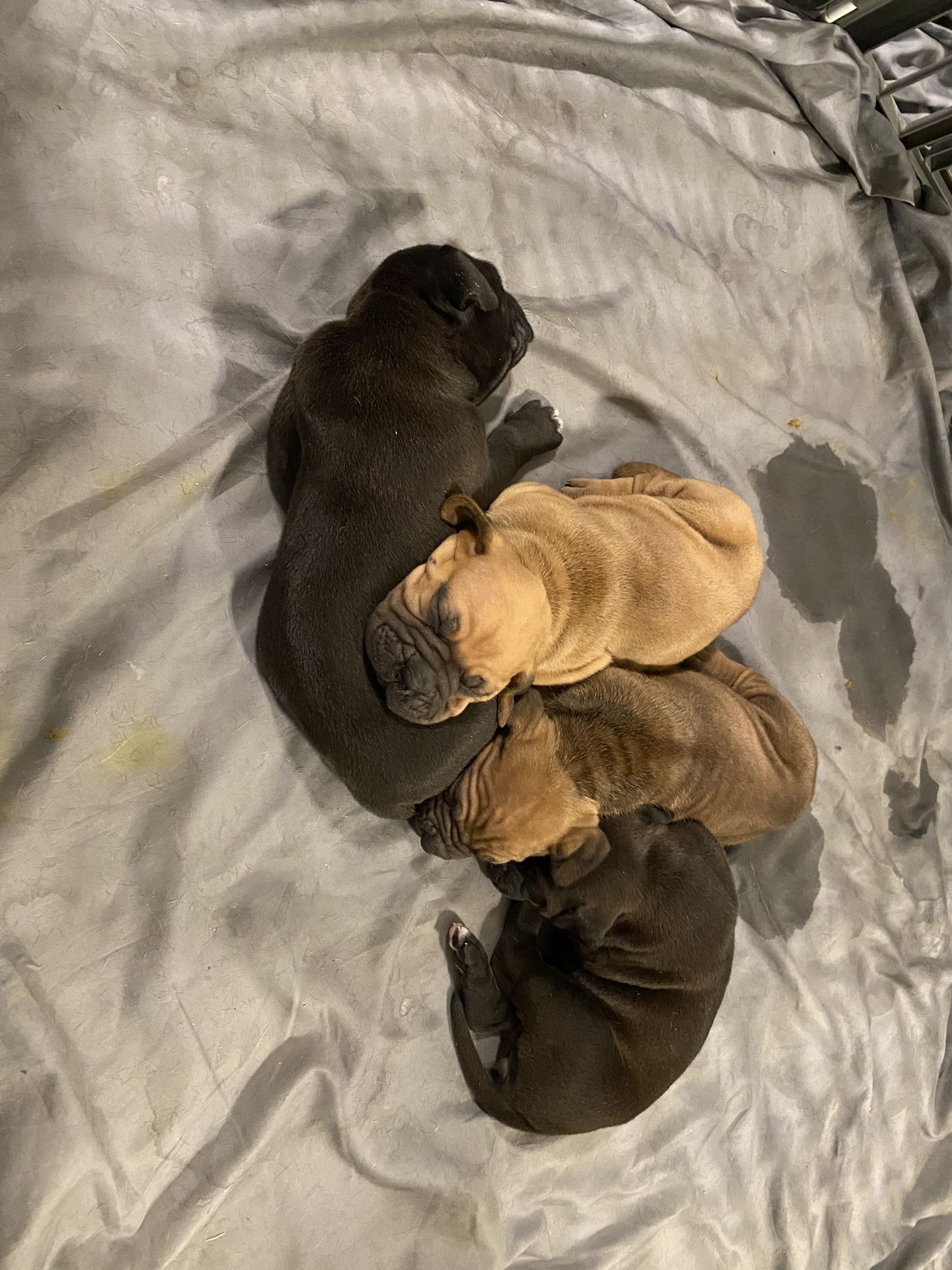 Pup