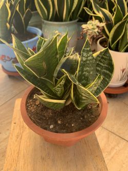 Snake Plant 🪴