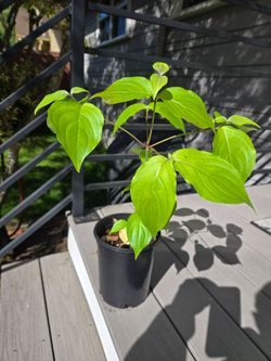 Selling Chinese Dogwood trees