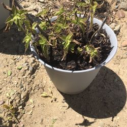 Pineapple Sage Plant