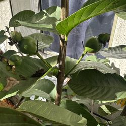 Guava Tree For Sale