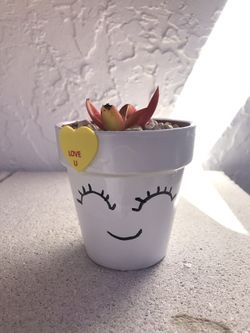 Succulents for Valentines