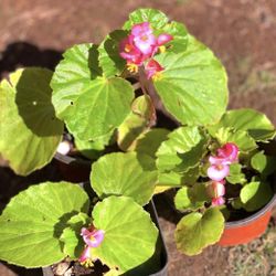 Pink Begonia  Flowers Plant