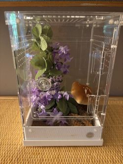 Thrive acrylic terrarium