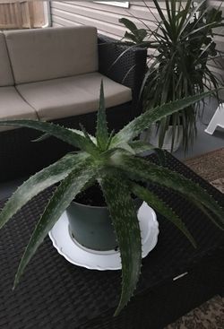Aloe plant