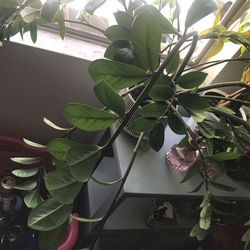 Zz , Money & Trailing prayer Plants 🌱