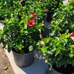 Hibiscus Trees Bushes Exotic