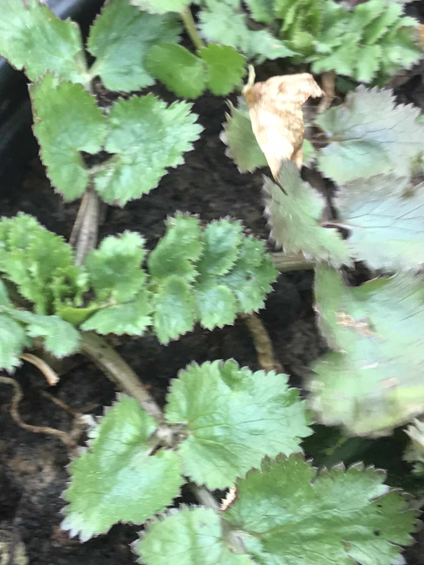 2 Coriander plants in pot - (dhania or cilantro) Coriandrum