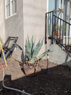 Large Agave Plant with Root Ball