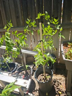 Jujubi Fruit Tree $50 for each pot