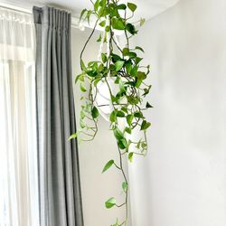 Hanging Pothos Plant With Macrame 25$price Is Firm!