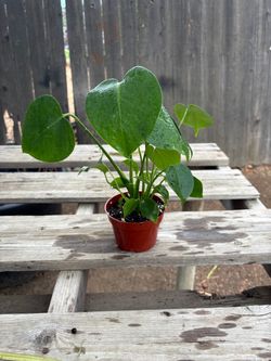 Monstera Deliciosa