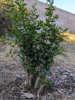 Pink dwarf pomegranate fruit tree