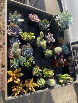 Small Succulents 