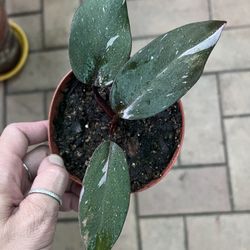 Philedendron pink Princess 