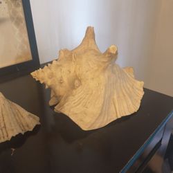 Sea Shells Original From Manzanilla Colima 