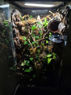 Established 18x18x36in Vivarium