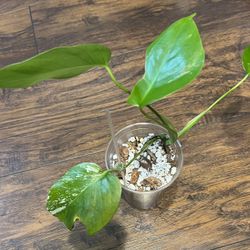 Variegated Monstera Albo Plant (pls Read Description Below)