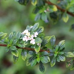 Dominican oregano Plant in  3gal