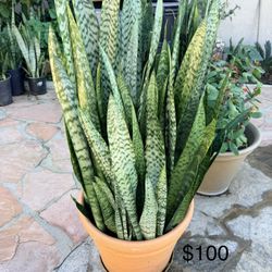 Huge Snake Plant $100 Very Mature And Healthy 