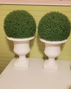2 boxwood plants