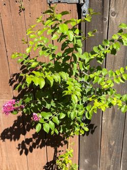 Cremeros/ crepe Myrtle
